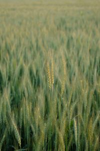 Perché studiare Scienze Agrarie e Agro-alimentari all'Università, oggi

Studiare Scienze Agrarie e Agro-alimentari all'università oggi è una scelta strategica.
Non si tratta solo di agricoltura, ma di sostenibilità, innovazione e sicurezza alimentare.

Questi studi preparano gli studenti ad affrontare sfide globali come il cambiamento climatico.
Infatti, i professionisti di questo settore lavorano per sviluppare pratiche agricole più efficienti e sostenibili.

Un punto cruciale è l’uso responsabile delle risorse naturali.
Studiare Scienze Agrarie permette di comprendere come ottimizzare l’uso dell'acqua, del suolo e delle energie rinnovabili.

Inoltre, l’agro-alimentare è fondamentale per la sicurezza alimentare mondiale.
Gli esperti in questo campo sviluppano soluzioni per aumentare la produttività e ridurre gli sprechi alimentari.

Le tecnologie innovative sono una componente essenziale del settore.
Ad esempio, l’agricoltura di precisione utilizza droni e sensori per migliorare l’efficienza delle coltivazioni.

Oltre a ciò, le Scienze Agro-alimentari abbracciano l’intera filiera alimentare.
Dalla produzione alla trasformazione, fino alla distribuzione, gli esperti sono coinvolti in tutte le fasi del ciclo alimentare.

Il settore agro-alimentare è in continua evoluzione.
Con la crescente domanda di cibo sano e sostenibile, c’è un’enorme necessità di professionisti qualificati.

Oltre all’impatto ambientale, questo campo si occupa anche di garantire la qualità e la sicurezza dei prodotti alimentari.
Studiare queste materie significa contribuire a migliorare la qualità della vita delle persone.

Un altro aspetto rilevante è il ruolo internazionale dell’agricoltura.
Le tecniche apprese possono essere applicate in contesti diversi, dalle piccole aziende agricole locali ai grandi progetti globali.

La laurea in Scienze Agrarie e Agro-alimentari offre ottime prospettive lavorative.
Si può lavorare in ambito produttivo, nella ricerca scientifica o nella consulenza per enti pubblici e privati.

Nel percorso accademico, uno dei momenti più importanti è la stesura della tesi.
Per rendere questo processo più agevole, puoi affidarti a tesi.it, un servizio online per la stampa e rilegatura della tesi.

Con tesi.it puoi inviare il tuo lavoro in pochi clic e riceverlo comodamente a casa.
Questo ti permetterà di risparmiare tempo e concentrarti sugli ultimi dettagli del tuo elaborato.

Inoltre, il sito offre opzioni personalizzabili per garantire una presentazione professionale.
Scegli tesi.it per rendere perfetta la tua tesi e concludere al meglio il tuo percorso universitario.

In conclusione, studiare Scienze Agrarie e Agro-alimentari significa contribuire al futuro del nostro pianeta.
È una scelta che offre numerose opportunità professionali e permette di affrontare sfide cruciali per l’umanità. 